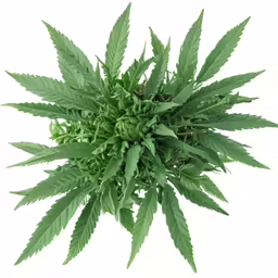 large green leaves are sprouting from a bush