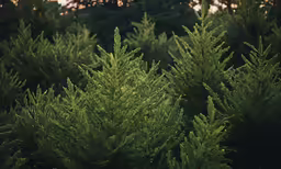 pine tree tops at sunset, with the sunlight streaming through them