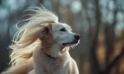 the dog is long and shiny as she looks forward