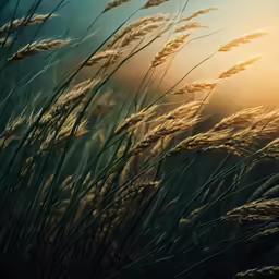 the sun shines through some tall grass