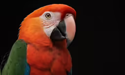 a very colorful parrot with big eyes looking out into the distance