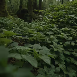 the photo is very dark in the forest