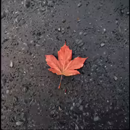 a single red leaf that is on a wet surface