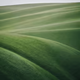 a single tree stands in the middle of the hills