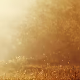 the yellow bird is standing alone in the grass