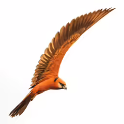 a bird flying through the air in front of a white sky