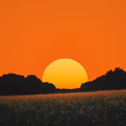 a field that has trees in the background and an orange sky