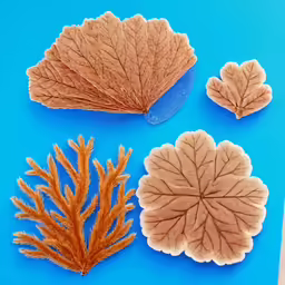 dried leaves on a blue background with leaves cut in two