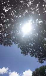 a bench under a tree on a sunny day