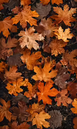 a group of maple leaf floating on top of water