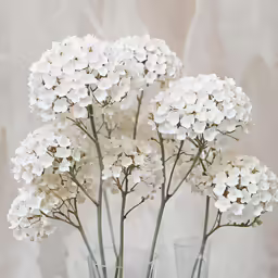 small white flowers in clear vases with rocks