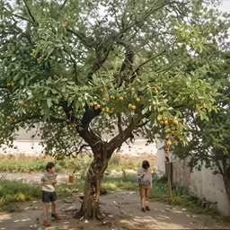 two people are next to a tree full of fruit