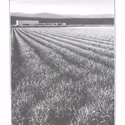 a farm field with many rows of small trees in the distance
