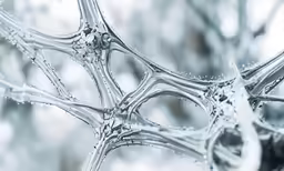 an icy plant is shown with water droplets on it