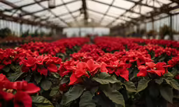many red flowers in a large indoor greenhouse