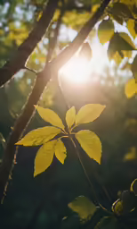 a small tree branch with yellow leaves in the sunlight