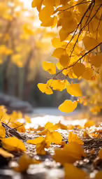 a bunch of leaves on the ground that is yellow
