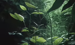 several leaves growing in front of a lush green forest