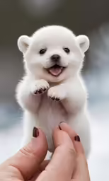white puppy with blue eyes being held in his hands