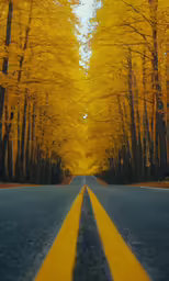 the road has lines on one side of the yellow trees