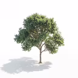 a tree growing out of a snow covered ground