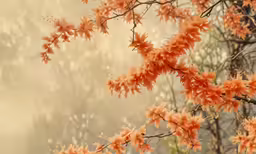 a beautiful orange blossoming tree branch with an almost hazy background