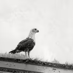 a bird is standing on a ledge with grass