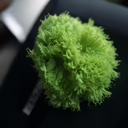 a green fluffy substance with white tips