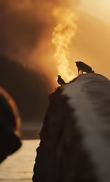 two birds perched on top of a hill during the sunset