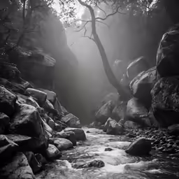 a tree that is standing in some rocks