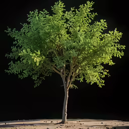 this is a 3d rendering of a tree on black