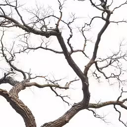 two birds perched on the branches of a tree