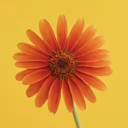 a close up shot of an orange flower