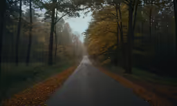 a foggy road through an autumn park lined with trees