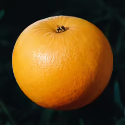 the orange is ready to be picked in the market