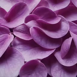 this is an image of lilacs in a bunch