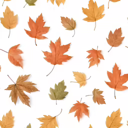 different color leaves lay on top of each other