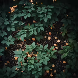 a green bush with brown leaves growing in it