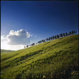a line of trees in the distance on a hill