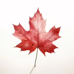 the leaves of a red maple tree are pictured on the white background