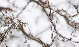leaves on tree branches in winter with white sky