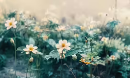 some very pretty yellow flowers by some trees