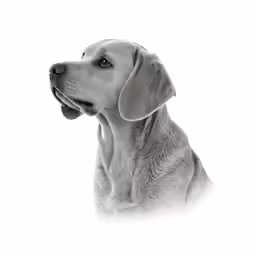 the black and white photograph shows the profile of a dog