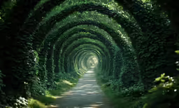 there are trees along the tunnel of love