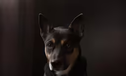 a close up shot of a dog sitting in a room