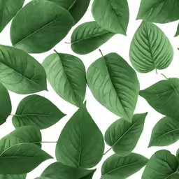 the leaves of plants are falling out of the air