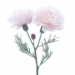 a pink flower that is sitting in the ground