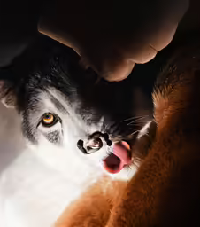 the cat looks like it has just been taken a bite