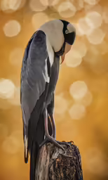 a close up of a bird on a tree stump