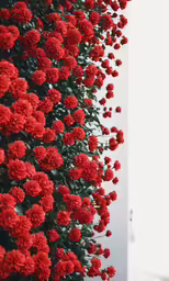 a white building and bunch of red flowers